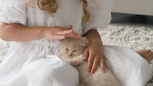 menina feliz com gatinho Scottish Fold em casa