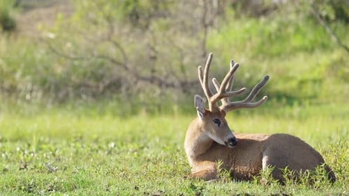 Ruminant marsh deer, blastocerus dichotomus with bony horn resting on the green grass at the riversi