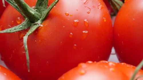 Vibrant Red Tomatoes with Water Droplets