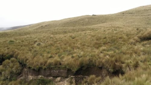 Close up of the high grass of the paramo while flying over a hilly landscape in the andean mountains