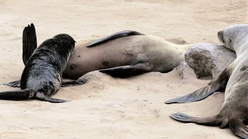 small baby of Brown fur seal drinking milk from mother, sea lions in Namibia