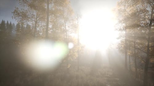 Sun Beams Through Trees