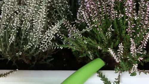 Watering Heather Plants With Green Watering Can