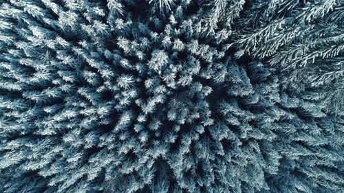 Winter Season Spruce and Pine Trees Covered with Snow. Aerial Top Down Flyover Shot of Winter Forest