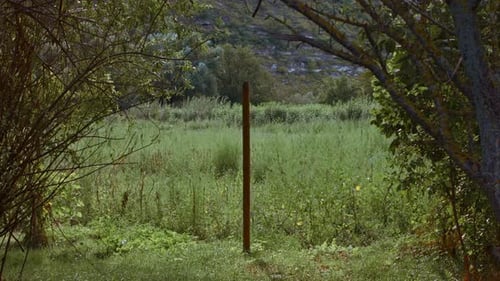 Tall Grass in a Rural Green Field