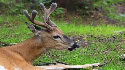 Weißwedelhirsch (Odocoileus Virginianus), auch bekannt als Weißwedelhirsch oder Virginia-Hirsch.