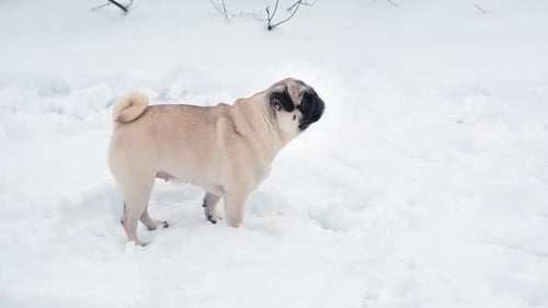 Pug Standing in the Snow