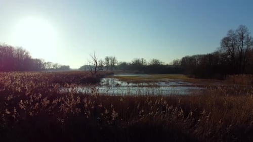 4k - Fly Fowards Over Reed Flooded Field Sun