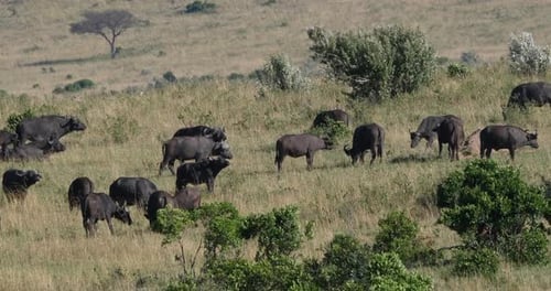 Afrikanischer Büffel, Syncerus Caffer, Herde stehend in Savanne, Tsavo Park in Kenia, Echtzeit 4K