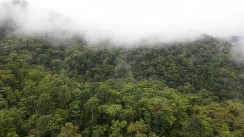 Aerial View of Misty Green Rainforest Canopy