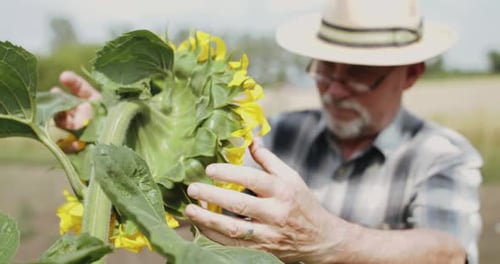 Farmer Examining Blooming Sunflower in Field Looking at Sky and Rejoicing