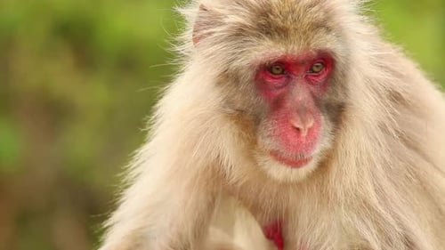 Macaco japonés en la naturaleza
