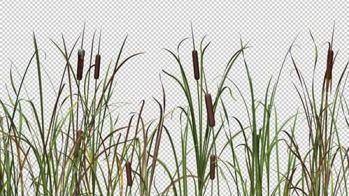 Windy Cattails - III - CU - Transparent Loop