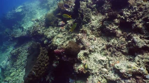 Coral Reef and Tropical Fish