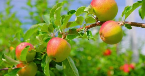 Apple Tree