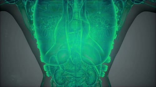 Anatomy Tomography Scan of Human Body