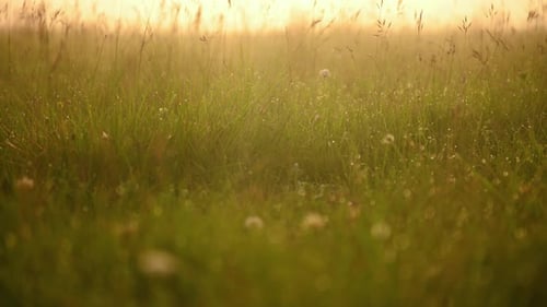Wild flowers and grass close-up after the rain in the meadow in the sun,