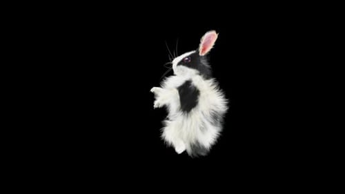 Black and White Rabbit Hopping Transparent Animation