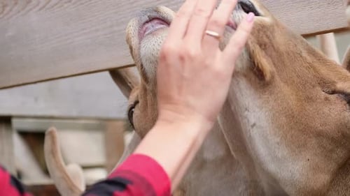 Children Feed with Hands of Young Deer Side View Close Up