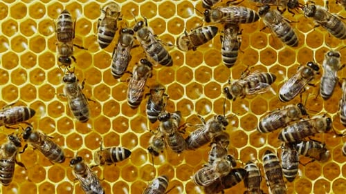 Bees Swarming on Honeycomb, Extreme Macro Footage. Insects Working in Wooden Beehive, Collecting