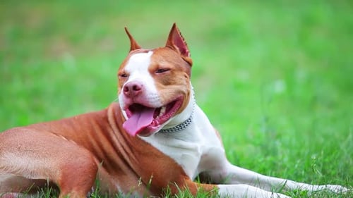 Pitbull Terrier für junge Hunde