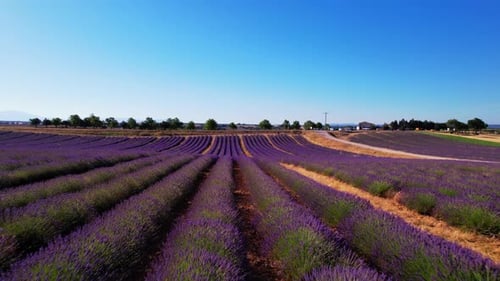 Die blühenden Lavendelfelder des Valensole-Plateaus