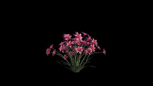 Blooming Pink Flowers Growth Alpha Channel Animation