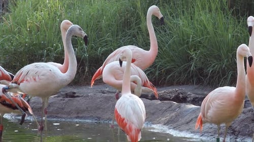 Flamingos wandering around in pool of water