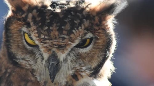 Owl Turning its Head and Staring