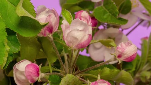 Apple Blossoms Blooming in a Time Lapse