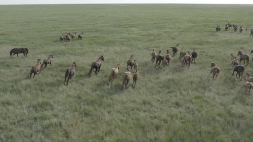 Wild Horses Running Dust From Under the Hooves