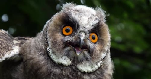 Long Eared Owl, asio otus, Portrait of Adult, Normandy in France, Slow motion 4K