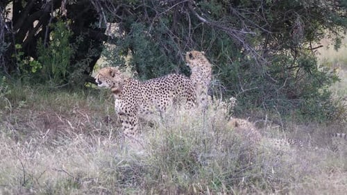 Cheetah walks away from the herd