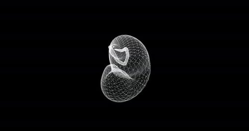 Digital 3D Wireframe Pancreas Rotating Animation