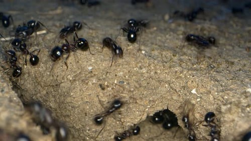 Active Ant Colony at Nest Entrance