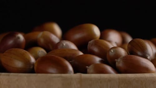 Close-up Falling of Oak Acorns on Black Background
