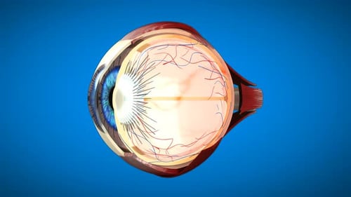 4K 3D Medizinische Anatomie für Augen