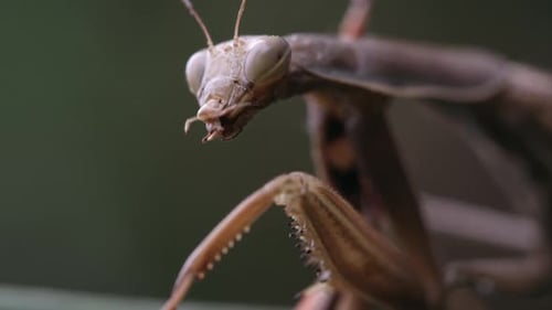 Gottesanbeterin mit Teilen einer Heuschrecke in den Unterkiefern.