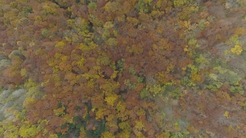 autumn forest aerial