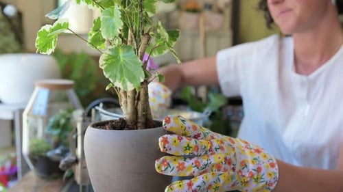 Anonymous female gardener planting green plant in pot in flower shop