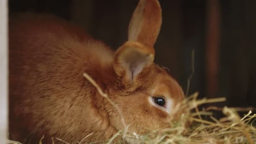 Close Up of a Tan Rabbit Eating Hay