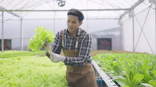 Hydroponics farm organic fresh harvested vegetables concept