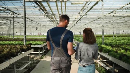 Back View of Agronomy Engineers Walking in a Greenhouse
