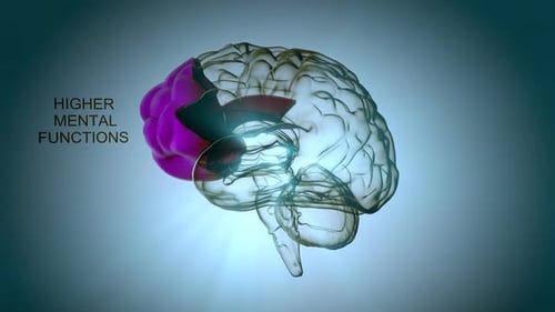 3D Animated Brain Anatomy with Highlighted Functional Regions