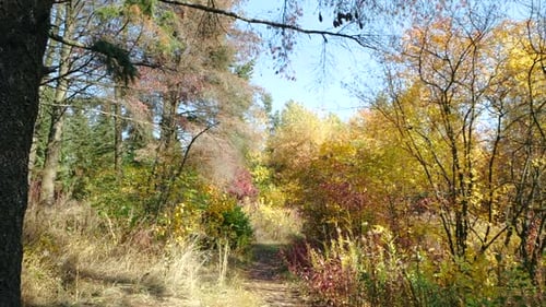 Filmaufnahme vor dem Herbst-Waldweg bei sonnigem Wetter. Wunderschöne Waldstraße, umgeben von der
Straße