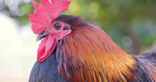 Close up footage of a beautiful rooster
