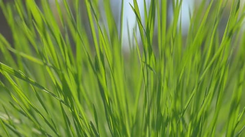 Grass Moving in the Wind