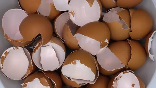 Eggshell