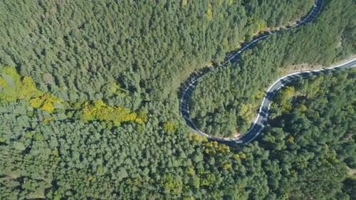 Top View of Car Driving on Curly, Winding Forest Road in Evergreen Forest in Bulgaria.