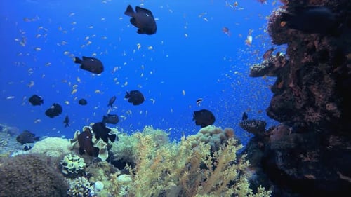 Underwater Sea Coral Reef